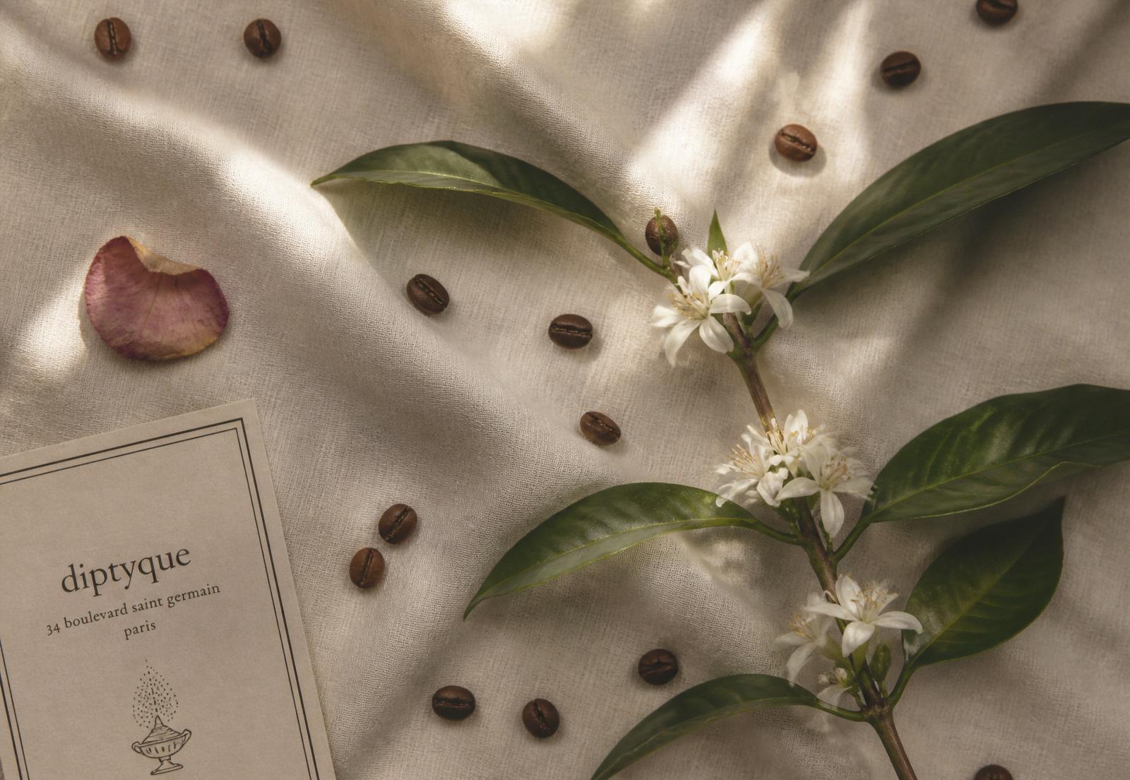 Coffee blossoms, beans and a rose petal on cream linen